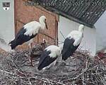 Capi_Dubne_20250721_182503.jpg