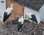 Capi_Dubne_20250721_184004.jpg