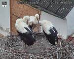 Capi_Dubne_20250721_190504.jpg