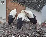 Capi_Dubne_20250721_193502.jpg