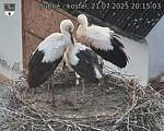 Capi_Dubne_20250721_201503.jpg