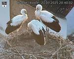 Capi_Dubne_20250721_204002.jpg