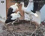 Capi_Dubne_20250721_205003.jpg