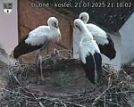 Capi_Dubne_20250721_211003.jpg