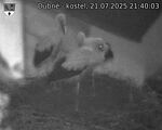 Capi_Dubne_20250721_214003.jpg