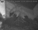 Capi_Dubne_20250721_215502.jpg