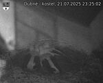 Capi_Dubne_20250721_232502.jpg