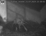 Capi_Dubne_20250721_233002.jpg