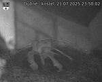 Capi_Dubne_20250721_235002.jpg
