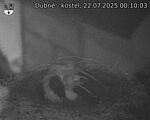Capi_Dubne_20250722_001003.jpg