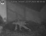 Capi_Dubne_20250722_005502.jpg