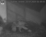 Capi_Dubne_20250722_010503.jpg