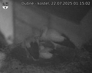Capi_Dubne_20250722_011502.jpg (1350 x 1080)