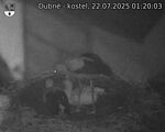 Capi_Dubne_20250722_012003.jpg