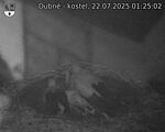 Capi_Dubne_20250722_012502.jpg