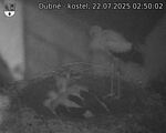 Capi_Dubne_20250722_025002.jpg