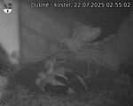 Capi_Dubne_20250722_025502.jpg