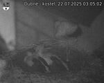 Capi_Dubne_20250722_030502.jpg