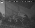 Capi_Dubne_20250722_031002.jpg