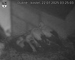 Capi_Dubne_20250722_032503.jpg