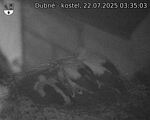 Capi_Dubne_20250722_033503.jpg