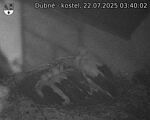 Capi_Dubne_20250722_034002.jpg