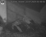 Capi_Dubne_20250722_035002.jpg