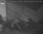 Capi_Dubne_20250722_035502.jpg