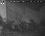 Capi_Dubne_20250722_040502.jpg