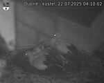Capi_Dubne_20250722_041002.jpg