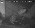 Capi_Dubne_20250722_042002.jpg