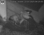 Capi_Dubne_20250722_042503.jpg