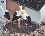 Capi_Dubne_20250722_051502.jpg