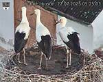 Capi_Dubne_20250722_052503.jpg
