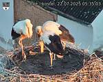 Capi_Dubne_20250722_053503.jpg