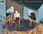Capi_Dubne_20250722_054002.jpg