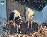 Capi_Dubne_20250722_054503.jpg