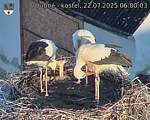 Capi_Dubne_20250722_060003.jpg