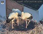 Capi_Dubne_20250722_061002.jpg