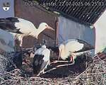 Capi_Dubne_20250722_062503.jpg