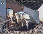 Capi_Dubne_20250722_063002.jpg