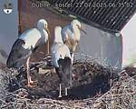 Capi_Dubne_20250722_063502.jpg