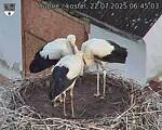 Capi_Dubne_20250722_064503.jpg