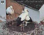 Capi_Dubne_20250722_065503.jpg