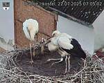 Capi_Dubne_20250722_070502.jpg