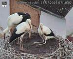 Capi_Dubne_20250722_071002.jpg