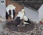 Capi_Dubne_20250722_072002.jpg
