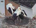 Capi_Dubne_20250722_072503.jpg