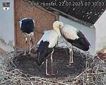 Capi_Dubne_20250722_073003.jpg