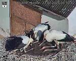 Capi_Dubne_20250722_075002.jpg